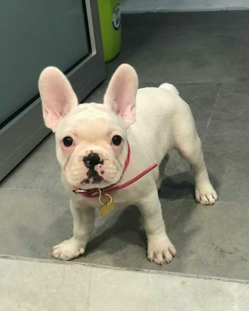 French Bulldog puppy looking for sweet home 